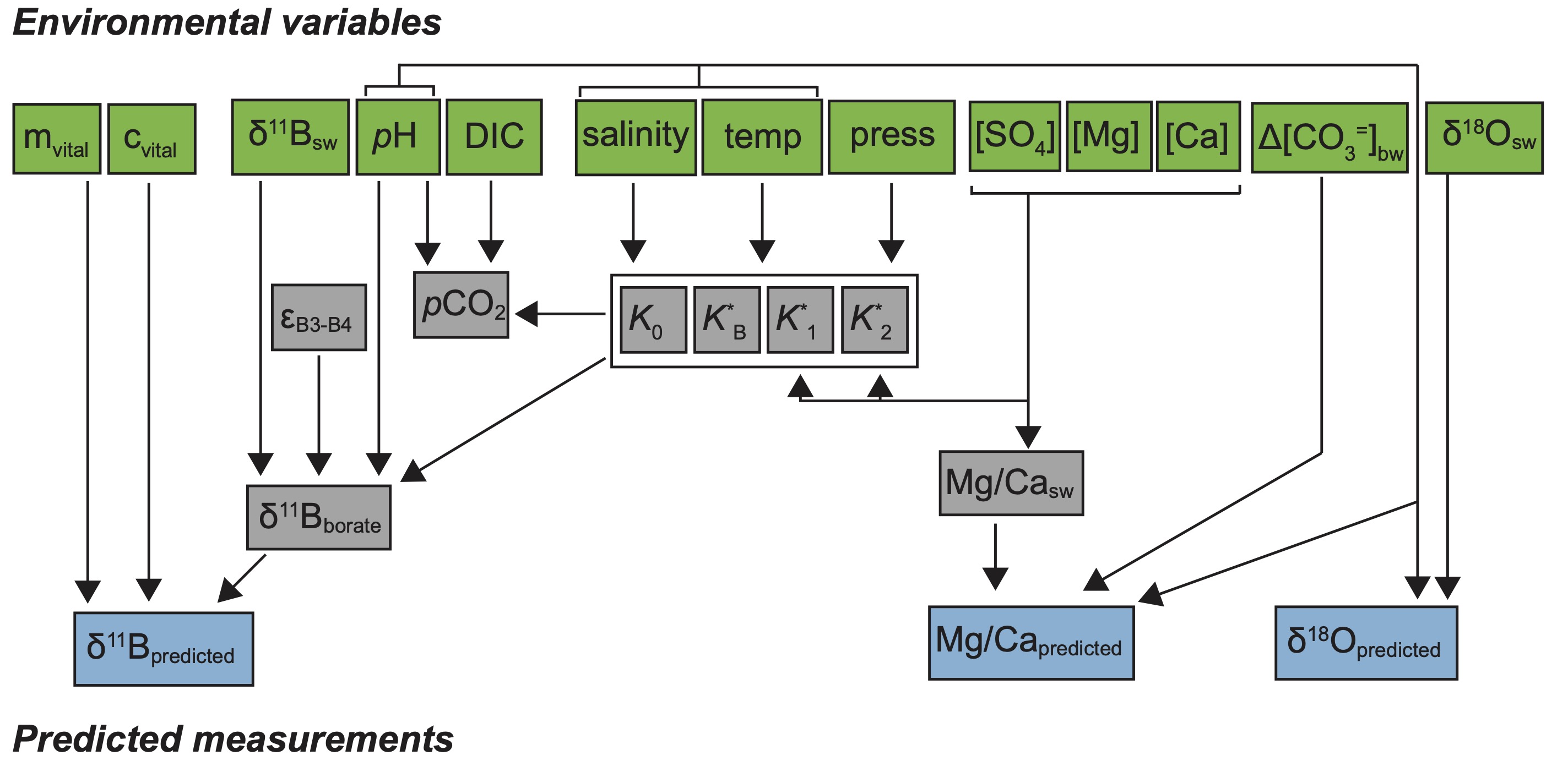 Foraminifera forward proxy system model